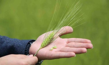 Konya Ovasında kıraç alanlarda bitkiler  strese girdi, rekolte beklentisi düştü