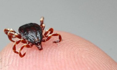 Kene uyarısı; göçmen kuşlarla Afrika'dan getiriyor