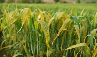 Konya Ovası'nda sarı pas  hastalığı ve anaç süne riski!