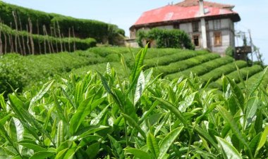 Türk çayının 4 aylık ihracatı 10,4 milyon doları aştı