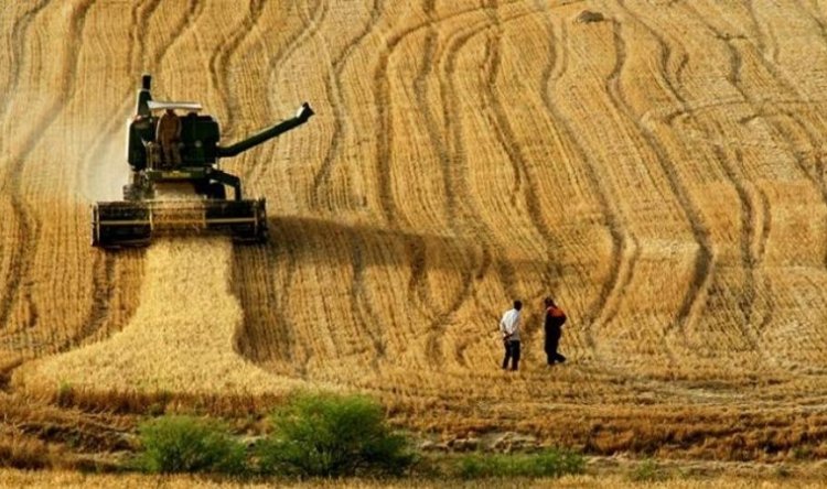 TÜİK: 2024'te tahıl üretiminde düşüş bekleniyor