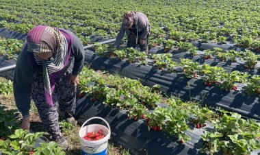 Beyşehir’de çilek bahçelerinde hasat mesaisi başladı