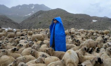 Konya'da 143 koyun çalan yabancı uyruklu çoban tutuklandı