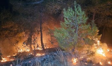 Adana'da 2 günde 10 orman yangını çıktı