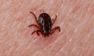 Bir haftada 3 kişi kene ısırması nedeniyle hayatını kaybetti