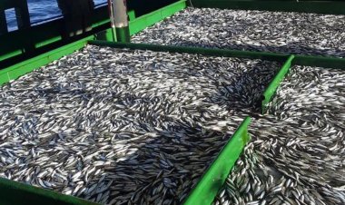 Hamsi avcılığına kota uygulanacak