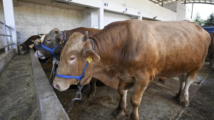 Kurban Bayramı'nda 3 milyon 200 bin kurban kesilecek