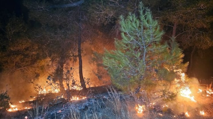 Adana'da 2 günde 10 orman yangını çıktı