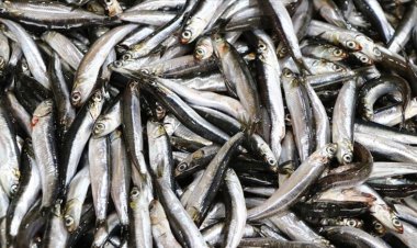 En çok avlanan balık belli oldu