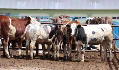 İlçelerde  kurban kesim yerleri belli oldu