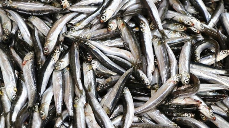 TÜİK Açıkladı: 2023’te Su Ürünleri Üretimi Yüzde 18,6 Arttı, En Çok Avlanan Balık Hamsi Oldu