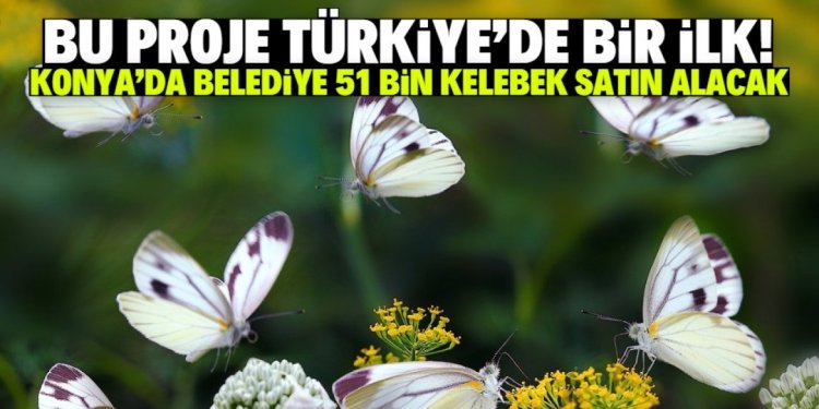 kelebek alınacak