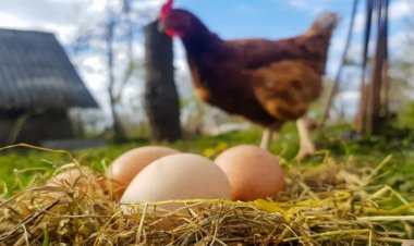 ‘KONYA’DA ÜRETİM AZALIYOR’