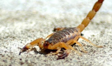 Gurbetçi kadını akrep soktu