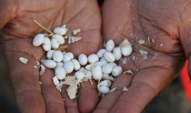 Beyşehir’de Geleneksel Şeker Fasulye Şenliği