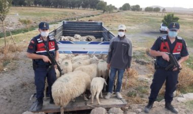 Hayvan hırsızlığı yapan 3 şüpheli tutuklandı