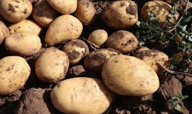 NİGDE DE 45 BİN TOP PATATES ÜRETİMİ…