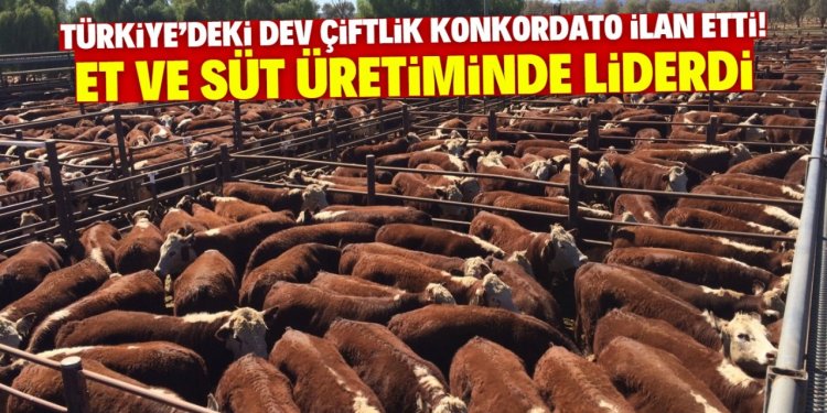 Türkiye'deki meşhur çiftlik konkordato ilan etti!