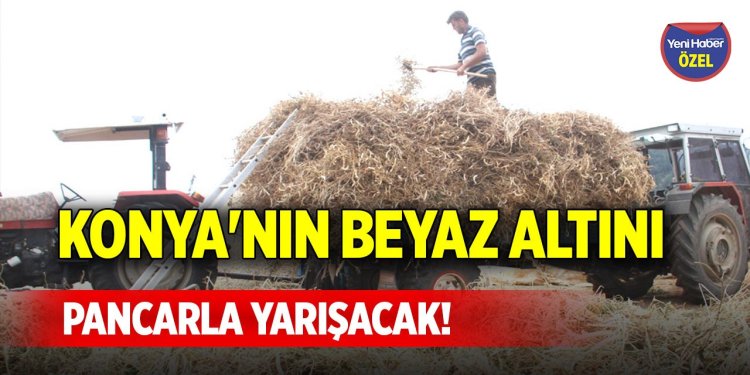 Konya'nın beyaz altını, pancarla yarışacak!