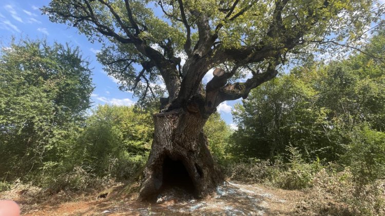 Meşe ağacı 11 asrı aşkın süredir göğe uzanıyor