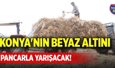 Konya'nın beyaz altını, pancarla yarışacak!