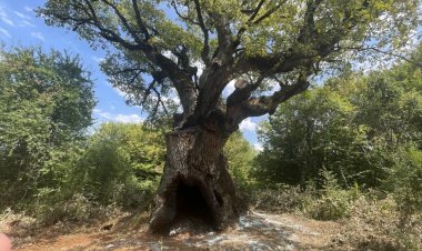 Meşe ağacı 11 asrı aşkın süredir göğe uzanıyor