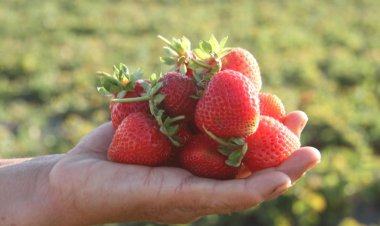 Hüyük çileği AB tarafından tescillendi