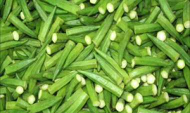 ZAM SAĞINAĞI  SESSİZ, SEDASIZ  SÜRÜYOR