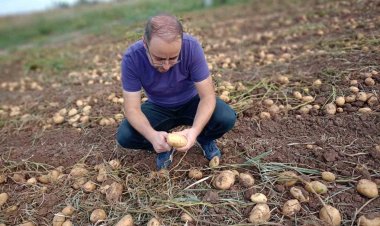 Beyşehir’de cipslik patates üretim alanlarında hasat başladı