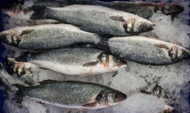 Su ürünleri ihracatı 227 milyon dolara yükseldi