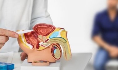 Erkek üreme organı son 30 yılda evrim geçirdi