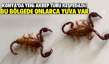 Beyşehir ilçesinde Türkiye'ye özgü yeni bir akrep türü keşfedildi