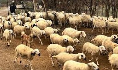 Konya'da 354 koyun bu dağa bırakıldı!