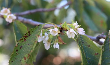 kiraz ağacı çiçek açtı