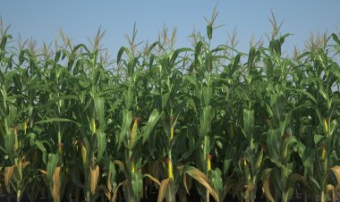 MISIR EKİMİNE  YASAK MI GELİYOR ?