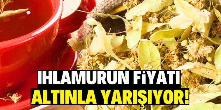 Ihlamurun fiyatı altınla yarışıyor!