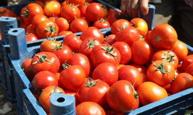 DOMATES İHRACATI !