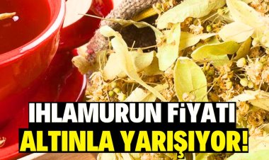 Ihlamurun fiyatı altınla yarışıyor!