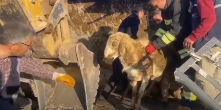 Konya'da devrilen tırdaki 100 koyun telef oldu