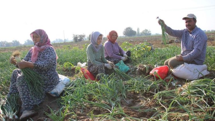 Tarımsal girdi fiyat endeksi yıllık yüzde 32,59 artış gösterdi