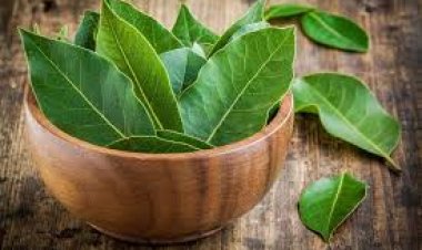 Dünyanın defne ihtiyacının yüzde  95’ini Türkiye tarafından karşılanıyor