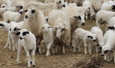 Hayvan yetiştiriciliğinde bıçak kemiğe dayandı
