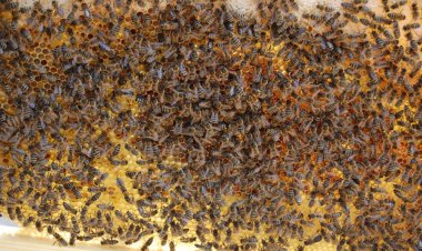 4 milyon adet arı satın alınacak