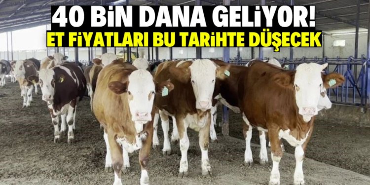 Bu tarihte et fiyatları düşecek! 40 bin hayvan geliyor