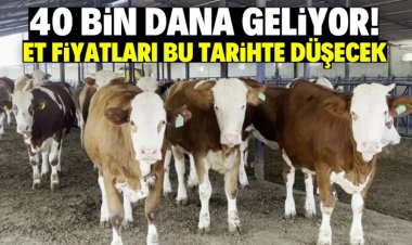 Bu tarihte et fiyatları düşecek! 40 bin hayvan geliyor