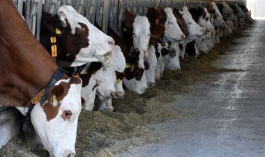 KONYA’NIN 19 İLÇESİNDE BÜYÜKBAŞ YASAKLANDI