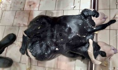 6 ayaklı ve 2 başlı buzağı doğdu