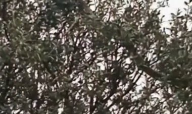 Çanakkale’de dev yılan şoke etti! Tam 8 metre...