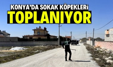 KÖPEKLER TOPLANIYOR