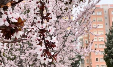 Kar hububatta sevindirdi, don meyve ve sebzede endişe getirdi